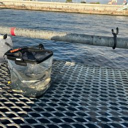 カタクチイワシ