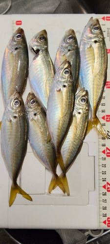 アジの釣果