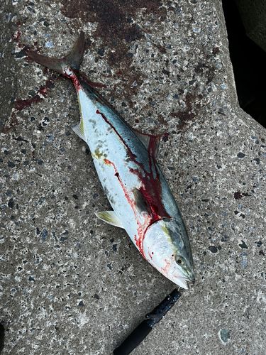 ワラサの釣果