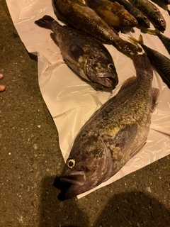 クロソイの釣果