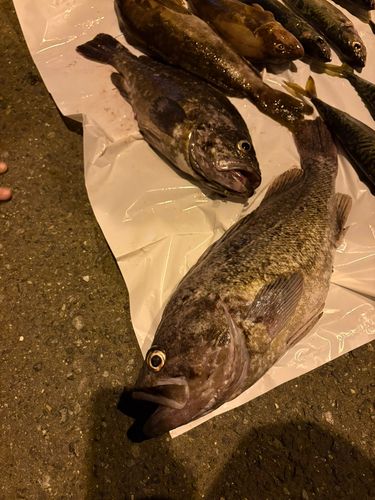 クロソイの釣果