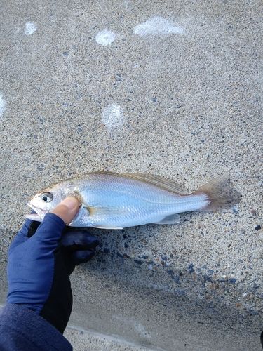 シログチの釣果