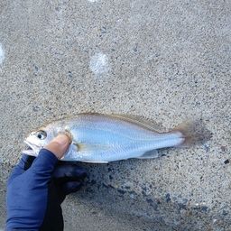 シログチ