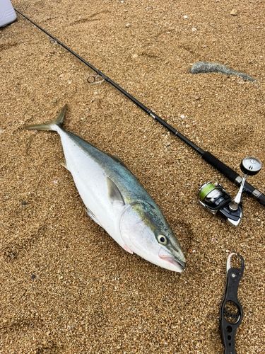 ハマチの釣果