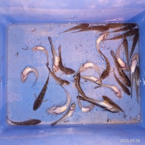 マハゼの釣果