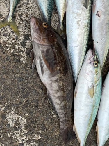 アイナメの釣果
