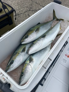 メジロの釣果
