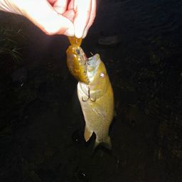 スモールマウスバス