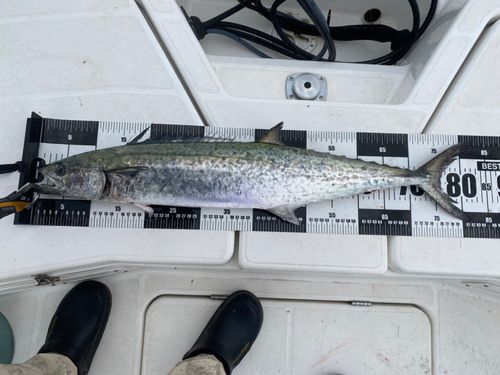 サワラの釣果
