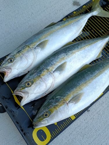 イナダの釣果