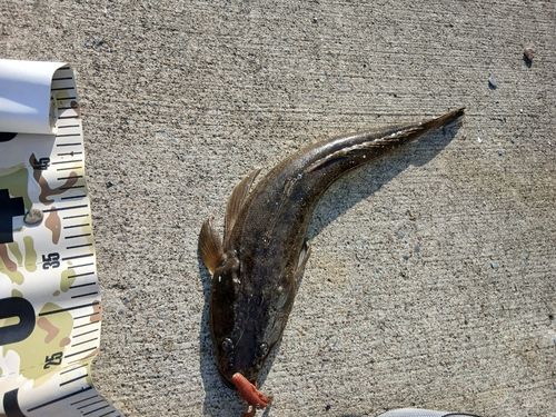 マゴチの釣果
