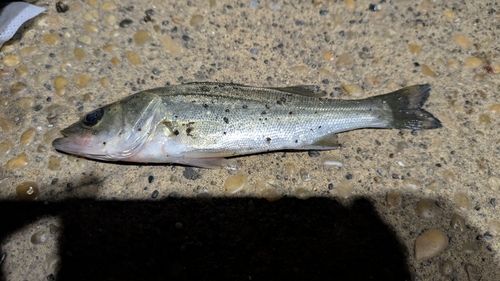 セイゴ（マルスズキ）の釣果