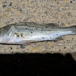 セイゴ（マルスズキ）