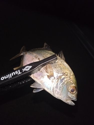 ギンガメアジの釣果