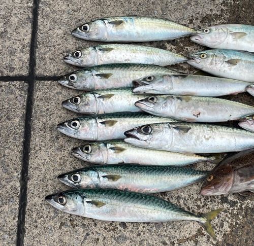 ゴマサバの釣果