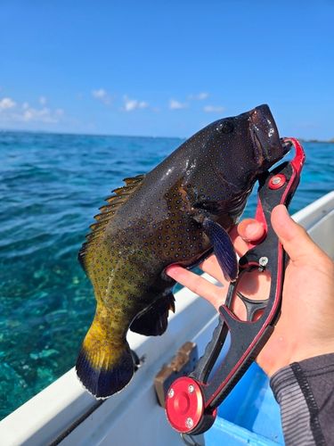 アオノメハタの釣果