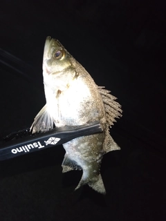 セイゴ（ヒラスズキ）の釣果
