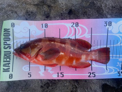 アカハタの釣果