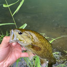 スモールマウスバス