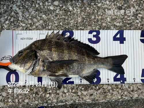 クロダイの釣果