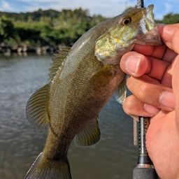 スモールマウスバス