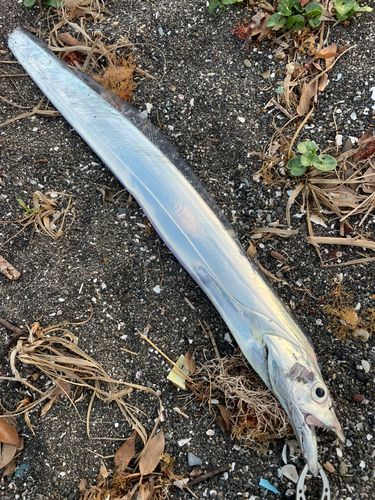 タチウオの釣果