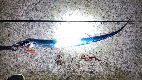 タチウオの釣果