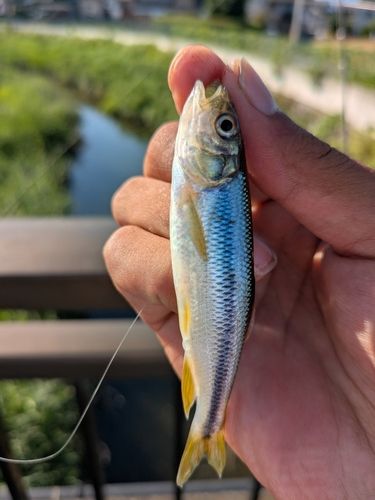カワムツの釣果