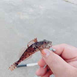 アサヒアナハゼ