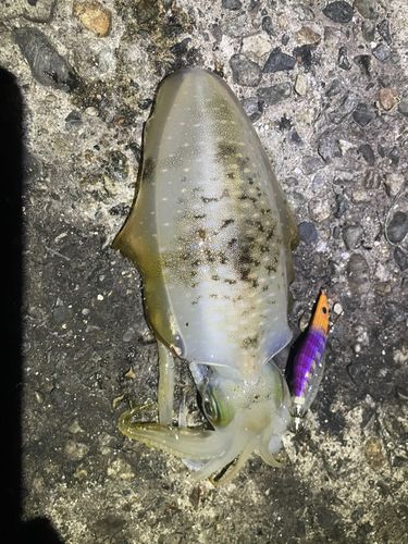 アオリイカの釣果