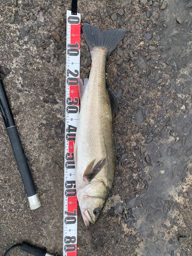 スズキの釣果