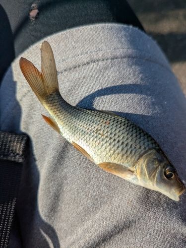 コイの釣果