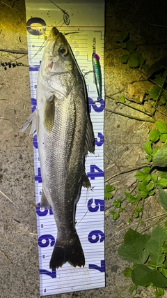 シーバスの釣果