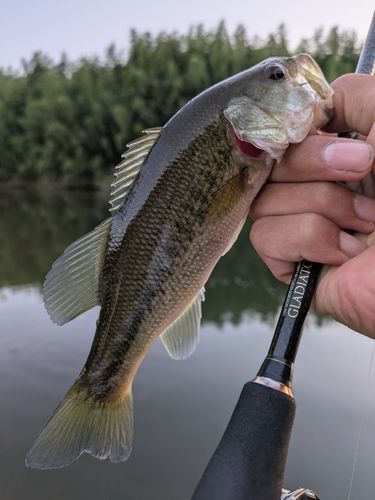 ブラックバスの釣果