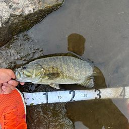 スモールマウスバス