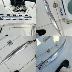 タチウオの釣果