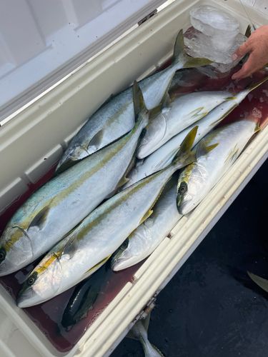 ヒラマサの釣果