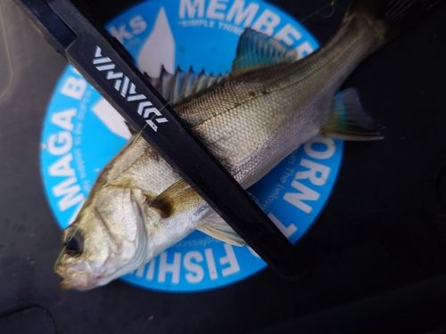 セイゴ（マルスズキ）の釣果