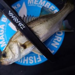 セイゴ（マルスズキ）