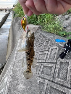 ハゼの釣果