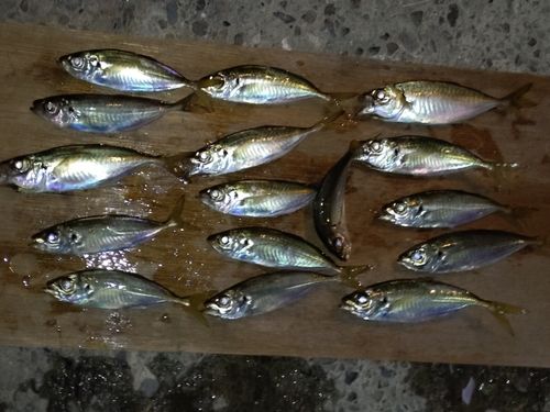 アジの釣果