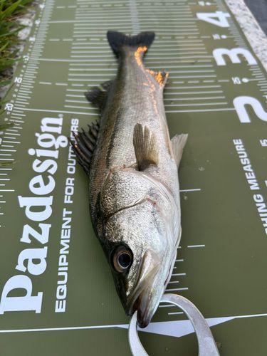 シーバスの釣果