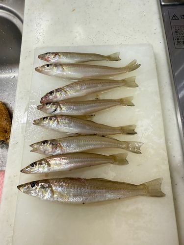 キスの釣果