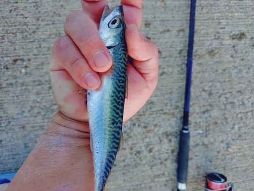 サバの釣果