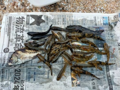 マハゼの釣果