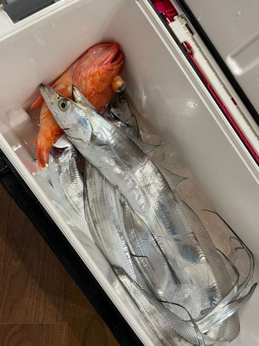 タチウオの釣果