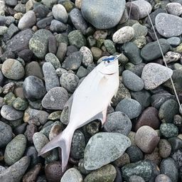 ギンガメアジ