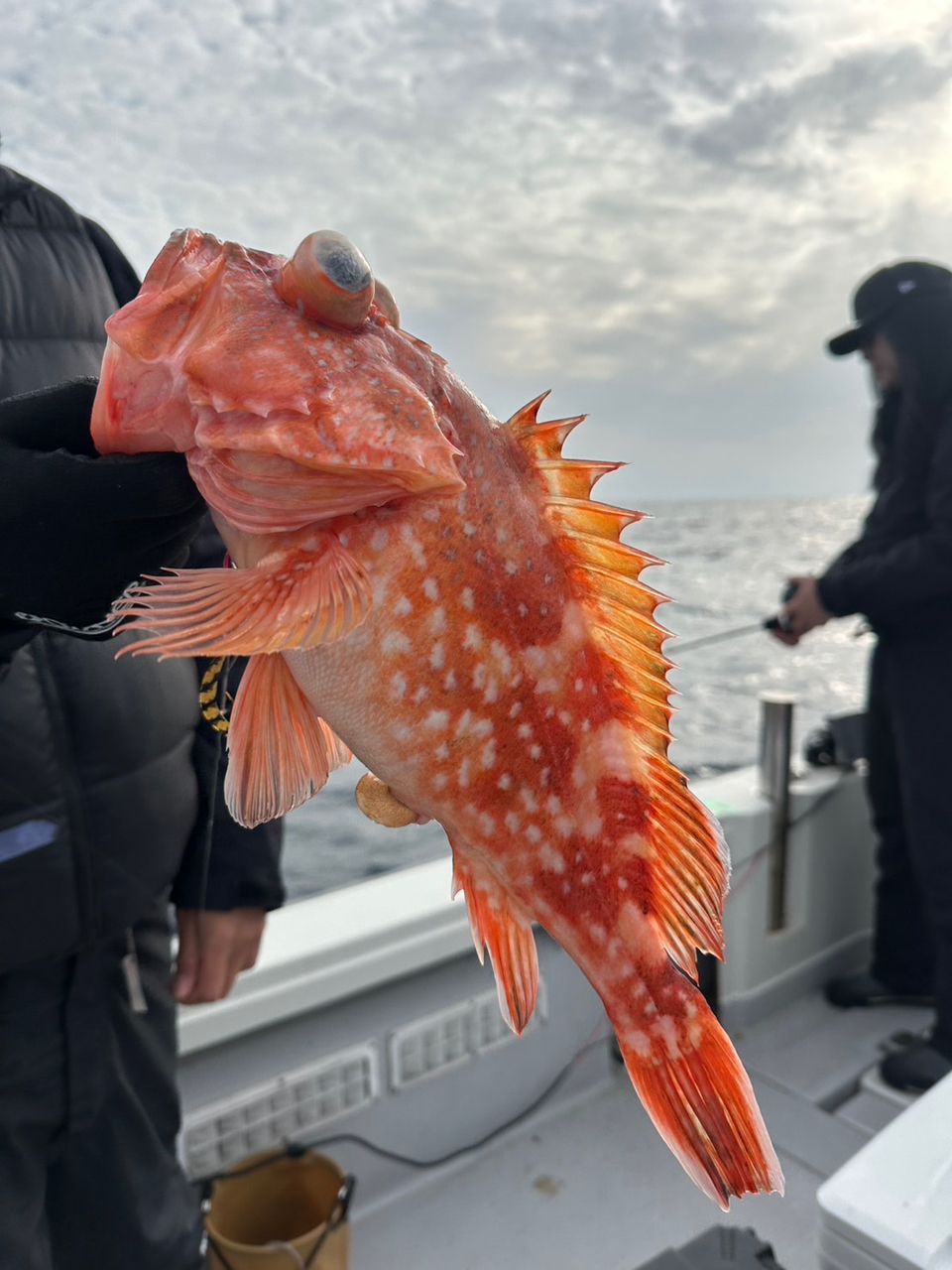 ウッカリカサゴ