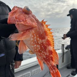 ウッカリカサゴ