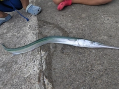 ダツの釣果